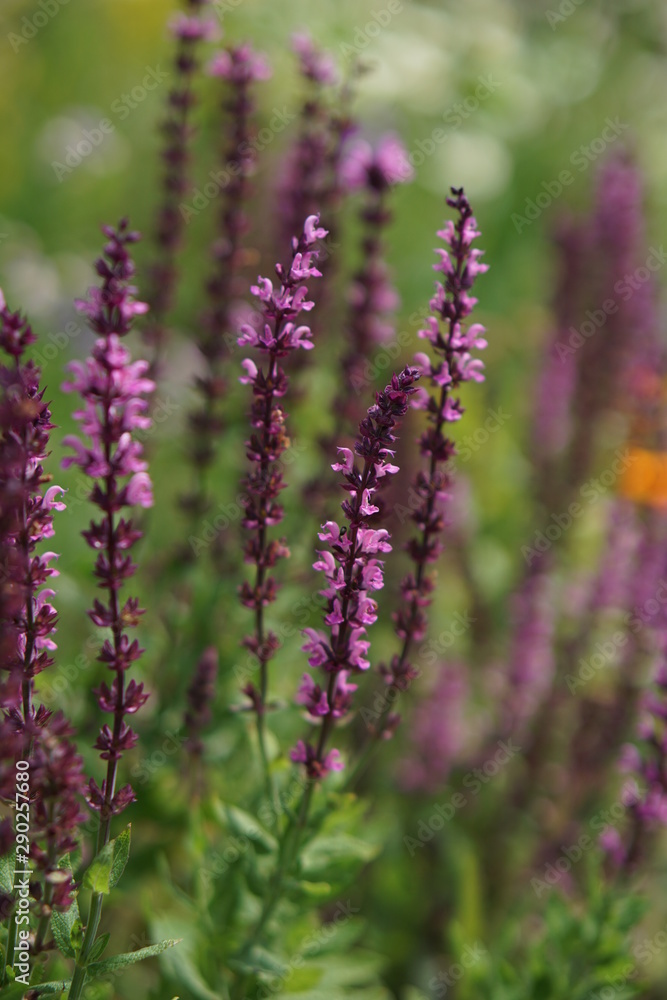 Obraz premium Salvia