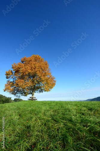 Baum im Herbst