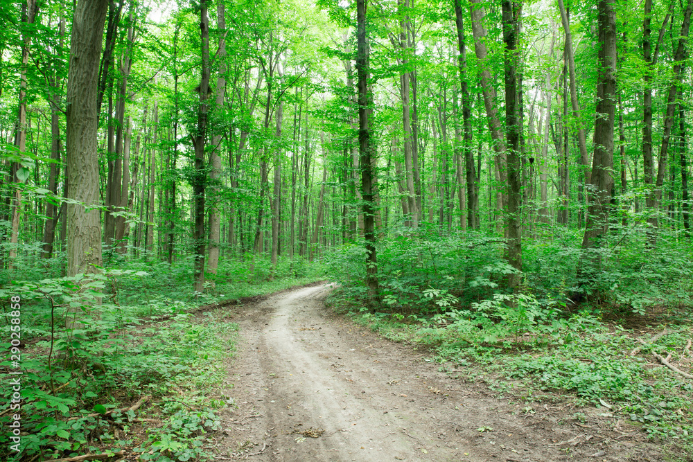 Fototapeta premium Forest trees. nature green wood sunlight backgrounds