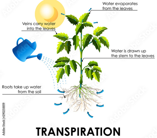 Diagram showing transpiration with plant and water