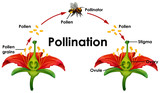 Diagram showing pollination with flower and bee