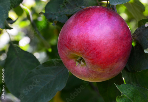 Red apple growing on a tree in organic orchard.Autumn harvest, gardening,healthy food,vegetarian or dieting concept. Selective focus.