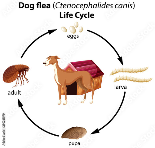 Dog flea life cycle on white background