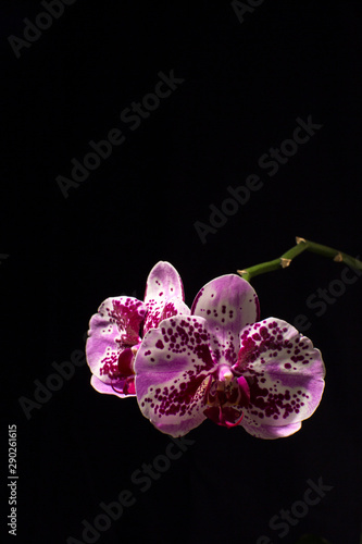 orchid on black background photo