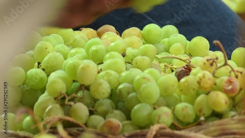 Putting green grapes just harvested in a basket