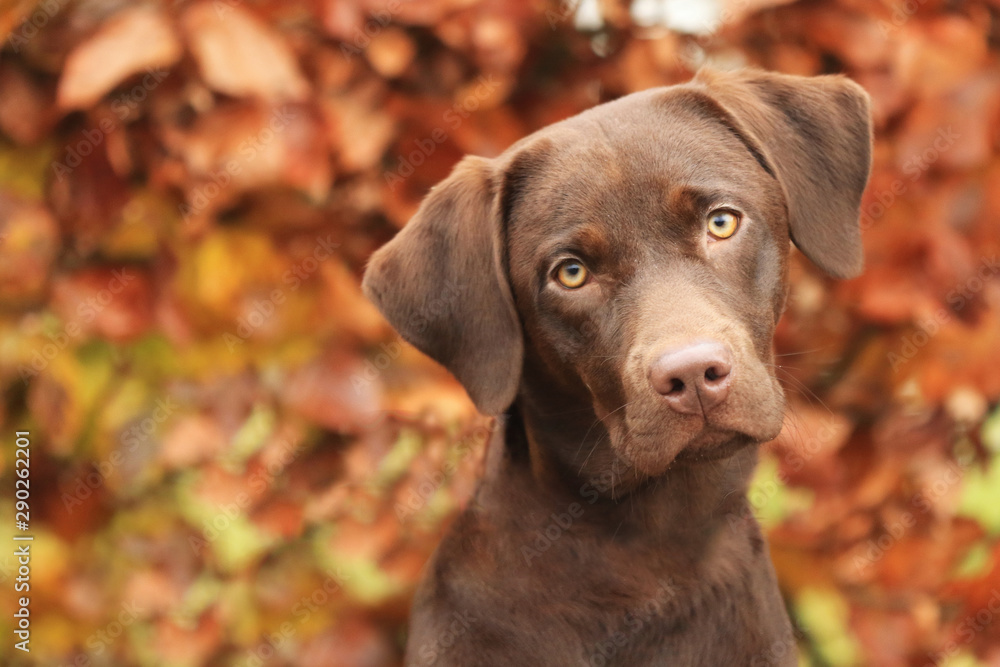 Portrait von einem jungen Hund im Herbst