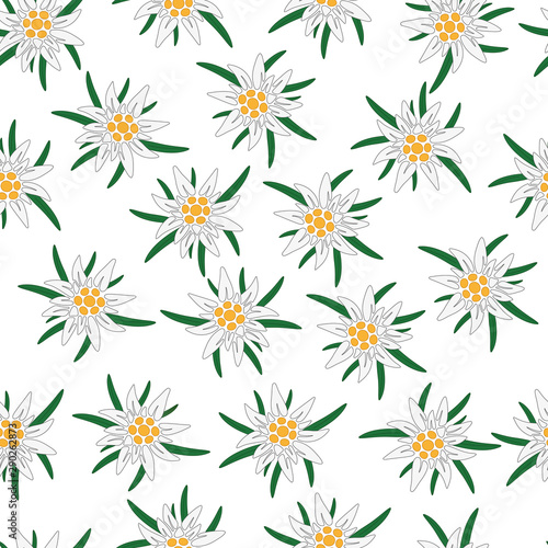Edelweiss. Beautiful Alpine mountain flower - the national symbol of Bavaria and Austria. Seamless background.