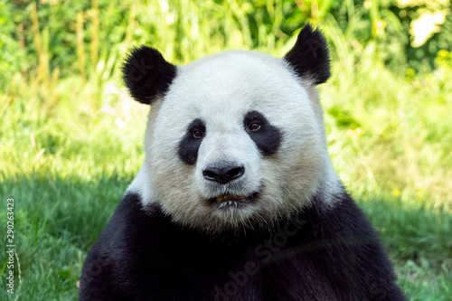 Portrait of panda bear close up. Cute China animals. Close up view of the panda s head. Portrait shot.