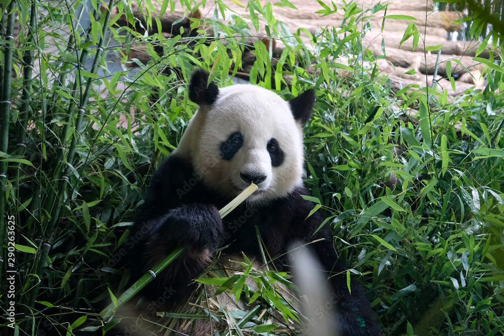 Hungry giant panda bear eating green bamboo Hungry giant panda bear eating green bamboo