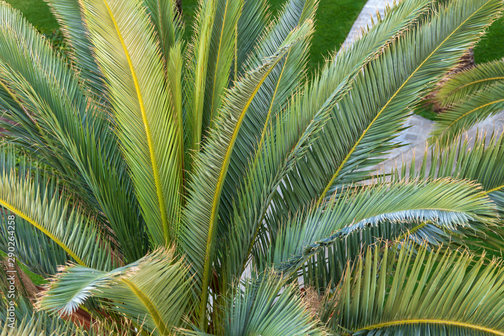 Fototapeta premium Palme im Licht