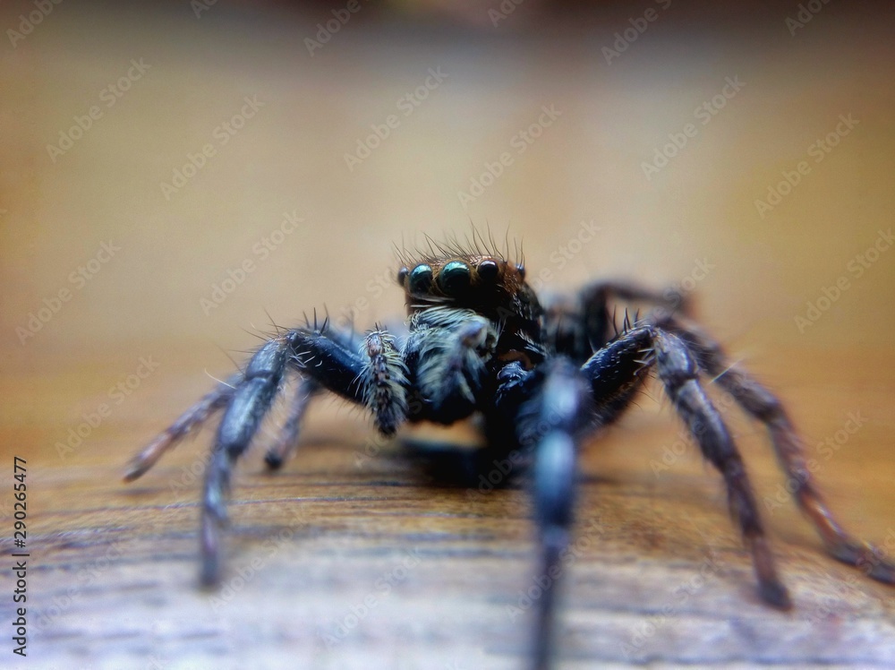 spider on tree, Spider, jumping spider spider on tree, Spider, jumping spider
