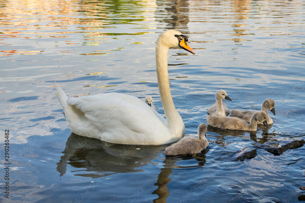 Fototapeta premium Swan with cygnets swims in the river