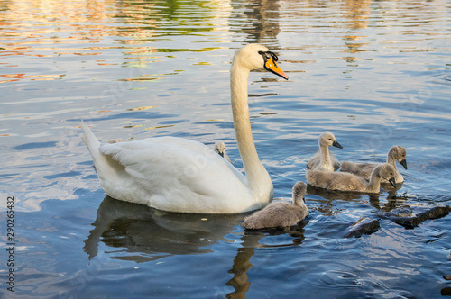 Swan with cygnets swims in the river
