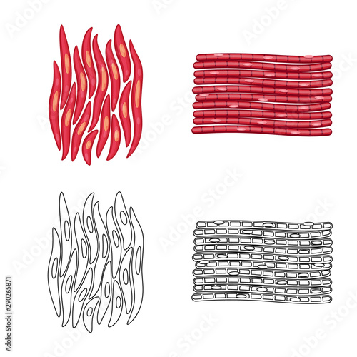 Isolated object of fiber and muscular symbol. Set of fiber and body stock vector illustration.