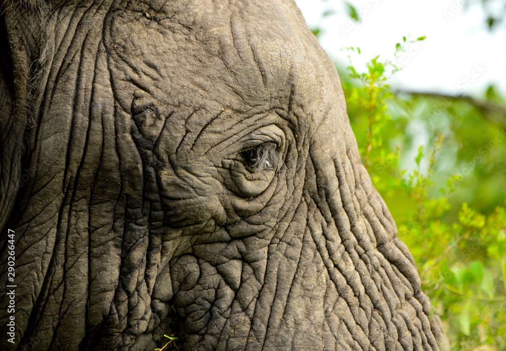 Close-up of an African elephants eye