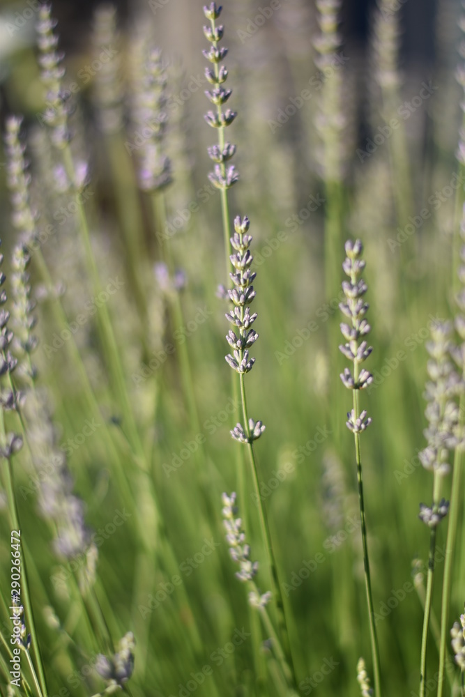 Lavendel (Lavandula angustifolia)