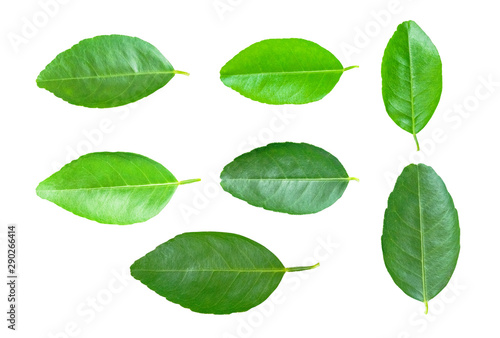 Isolated leaves on the white background.Jack leave.fresh leaves.Lime Leaves.