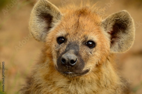 A hyena looking inquisitive 