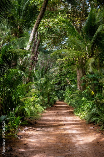 Fototapeta Naklejka Na Ścianę i Meble -  Ground rural road in the middle of tropical jungle.