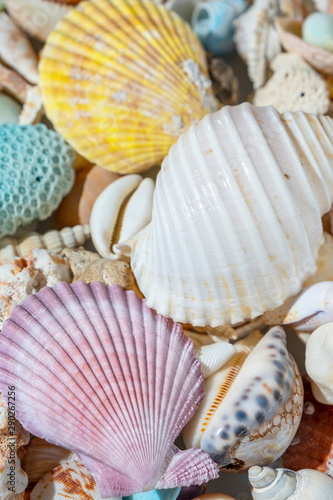 Colourful Seashell background, vertical composition