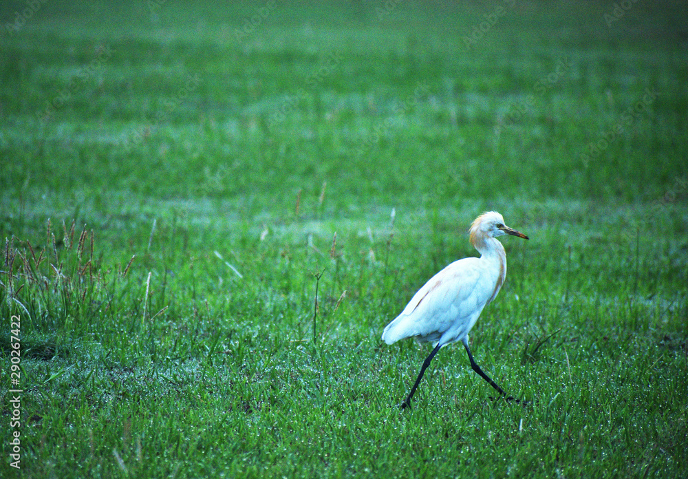 Fototapeta premium great white egret on grass