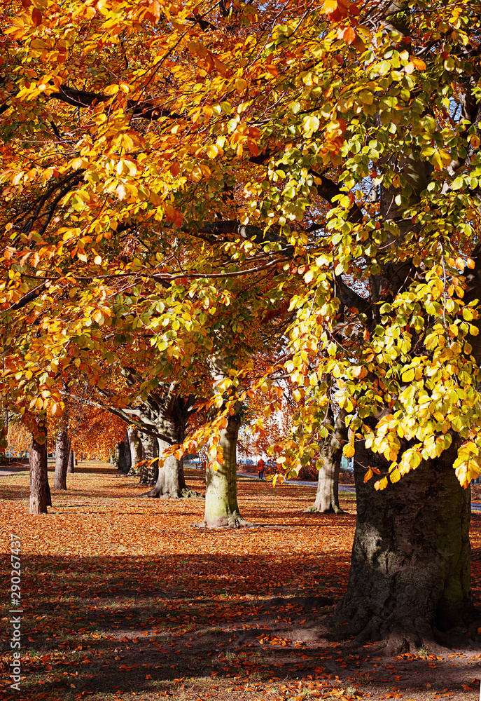 Autumn. Gold Trees in a park
