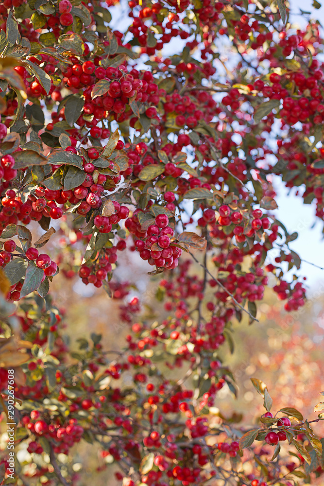 Red berries of tree, fall season