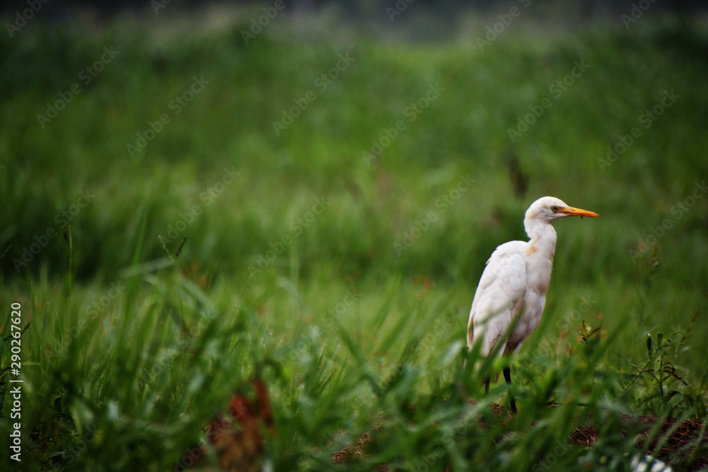 cattle egret looking for insects cattle egret looking for insects