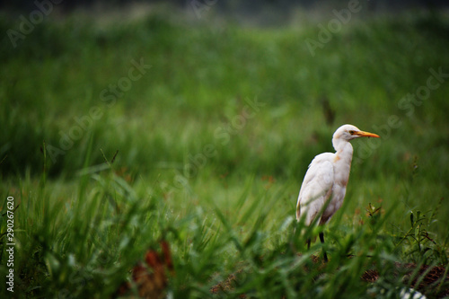 cattle egret looking for insects