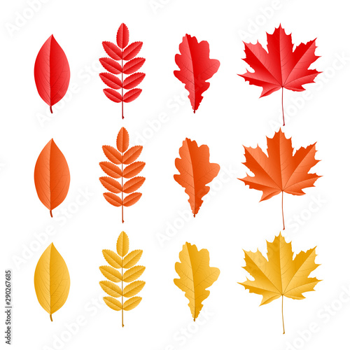 Set of different glossy autumn leaves