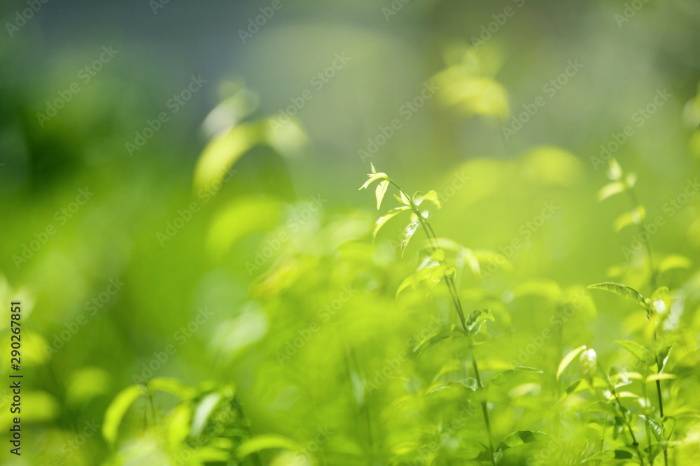 green nature with copy space using .as background or wallpaper