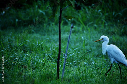cattle egret in a grass field photo