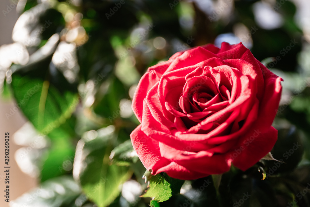 Red rose flower simbol of St. Valentine's Day Red rose flower simbol of St. Valentine's Day