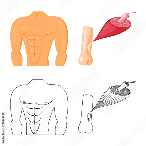 Vector illustration of fiber and muscular symbol. Set of fiber and body stock symbol for web.