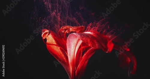 Macro video of Tropical Red Flower, Covered in Pollen on the Black Background. 