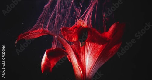 Macro video of Tropical Red Flower, Covered in Pollen on the Black Background. 