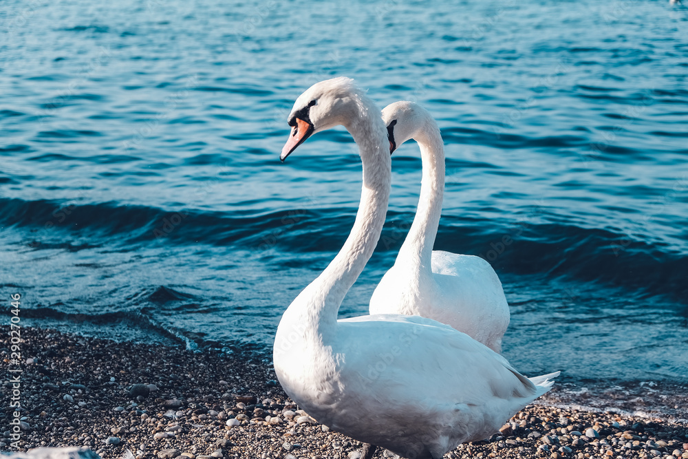 Obraz premium Beautiful Swans