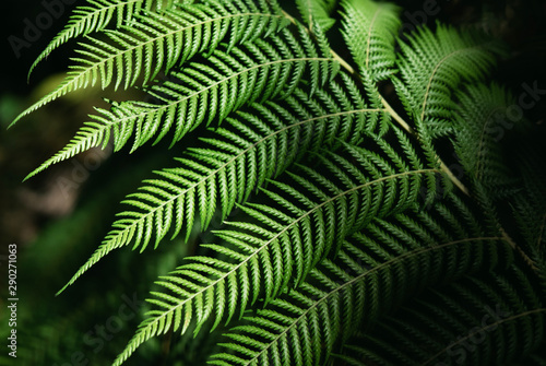 Green fern Leafs in garden background..