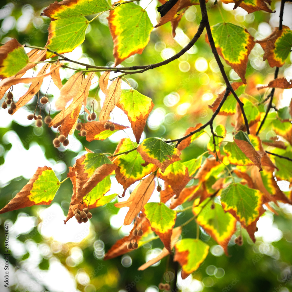 Colorful yellow and green leaves on an Autumn forest. Season specifics. Autumn impressions. Colorful yellow and green leaves on an Autumn forest. Season specifics. Autumn impressions.