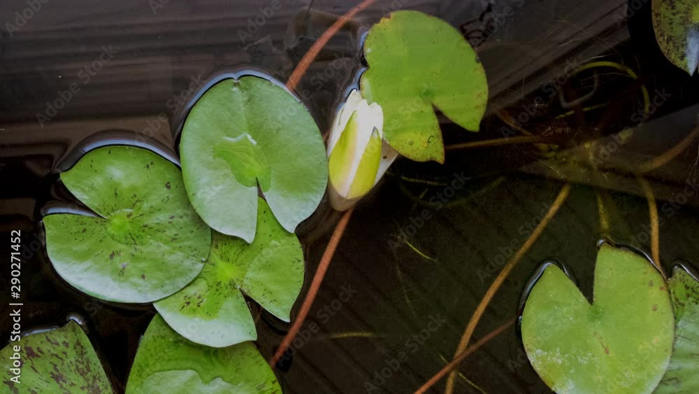 Yellow flower of water lily closing blossom in time lapse in sunny day Yellow flower of water lily closing blossom in time lapse in sunny day