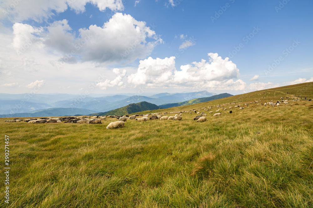 Herd of farm sheep grazing on green mountain pasture. Herd of farm sheep grazing on green mountain pasture.