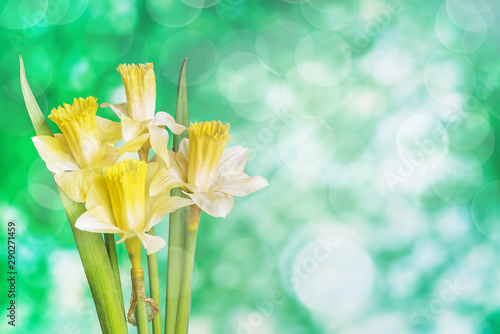 Beautiful  Narcissus on a green background