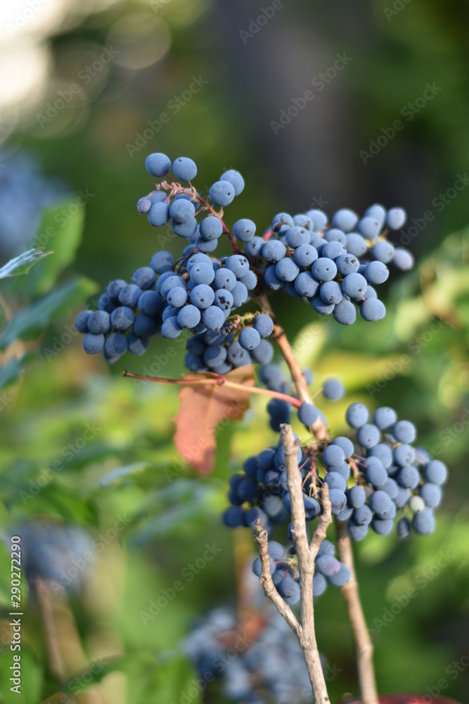Reife Früchte der Mahonie (Mahonia) Reife Früchte der Mahonie (Mahonia)