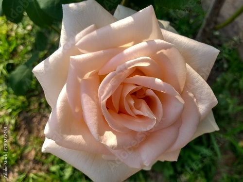 pink rose in garden