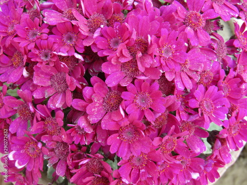 Fototapeta Naklejka Na Ścianę i Meble -  pink flowers on green background