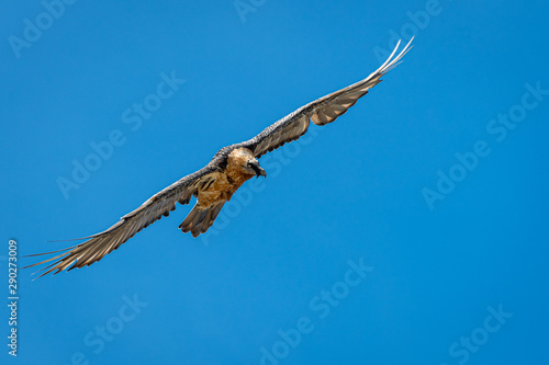 An adult bearded vulture in flight, alps in South Tyrol © Stefan
