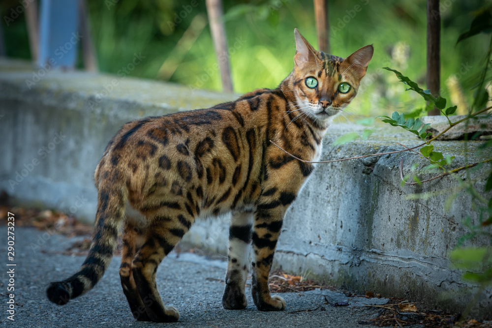 Obraz premium A cute Bengal cat on the street