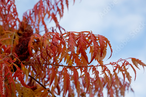 Essigbaum / Hirschkolbensumach photo