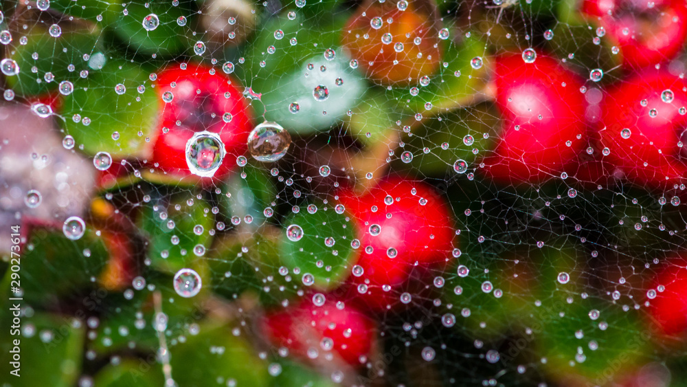 Web Over Berries Web Over Berries