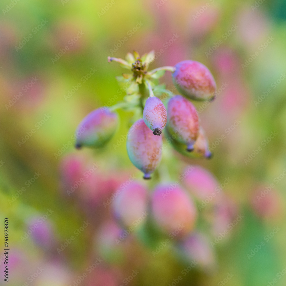 Berries Berries